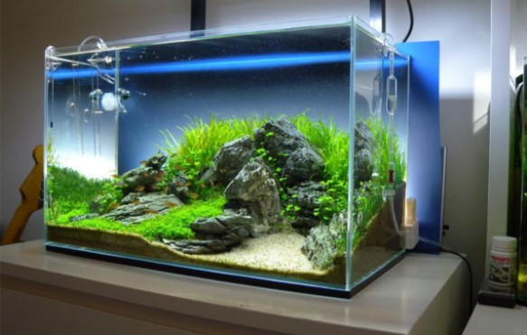 5 Rekomendasi Jenis Lem Untuk Kaca Aquarium yang Bagus